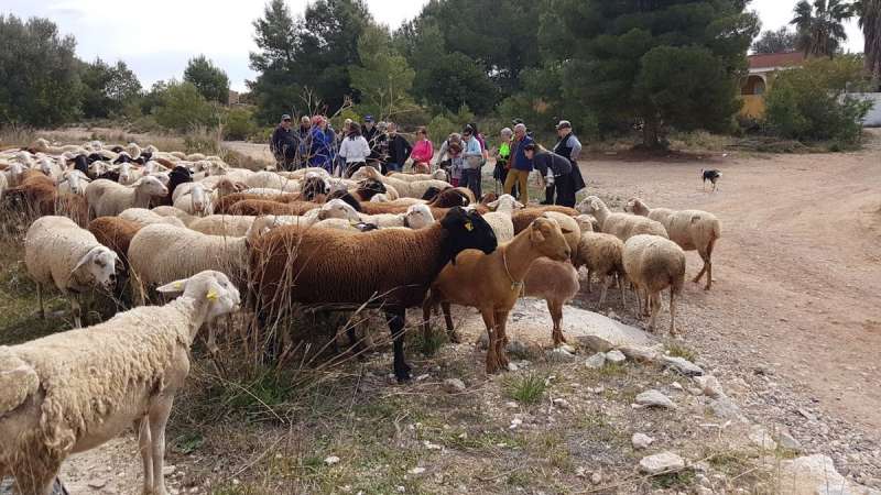 Vecinos de Llíria participan en una marcha trashumante por la Vereda Real de Bétera Vecinos de Llíria participan en una marcha trashumante por la Vereda Real de Bétera