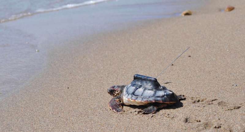 Un nou estudi aporta mesures per a ajudar a la conservació de les tortugues marines Un nou estudi aporta mesures per a ajudar a la conservació de les tortugues marines