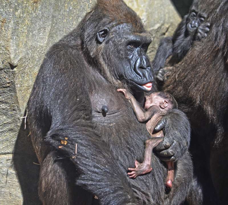 La gorila Fossey y su bebé recién nacido. La gorila Fossey y su bebé recién nacido.