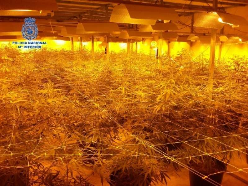 Plantación de marihuana en una fábrica de Moncada. EPDA Plantación de marihuana en una fábrica de Moncada. EPDA