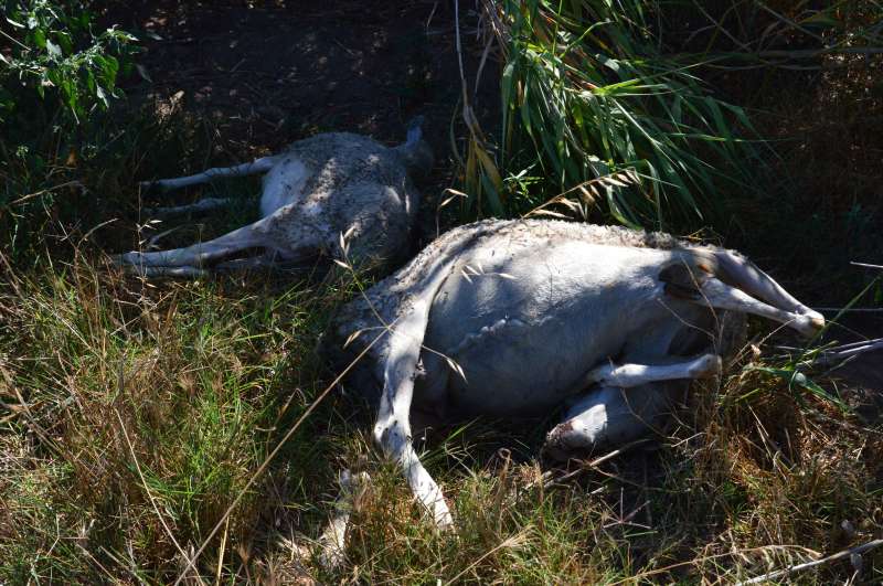 Dos ovejas muertas escondidas en un cañar. EPDA Dos ovejas muertas escondidas en un cañar. EPDA