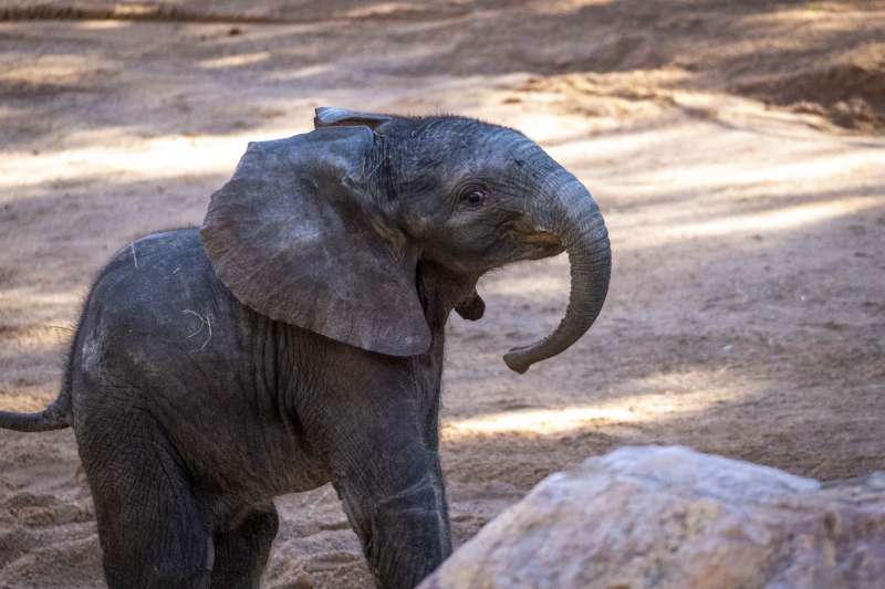 El pequeÃ±o elefante de BIOPARC Valencia./EPDA