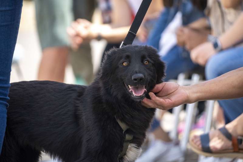 Los animales son cada vez ms importantes en nuestras vidas . EPDA
