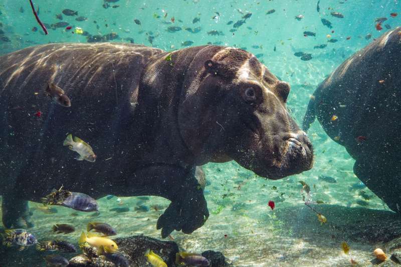 El hipopótamo Gori cumple 2 años en BIOPARC Valencia. /EPDA