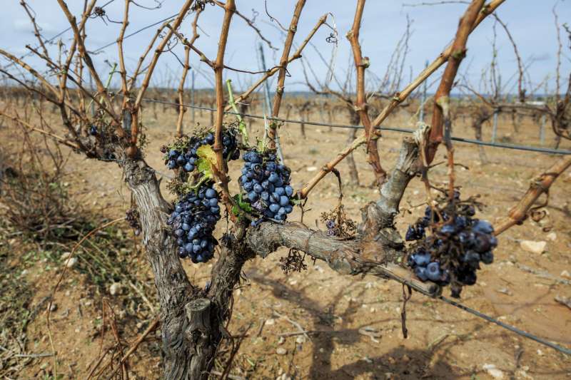 Imagen de viñedos de Utiel-Requena afectados por el granizo. /EFE