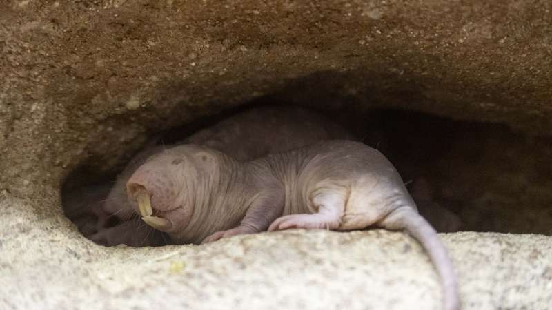 Nace En Bioparc Valencia Una Camada De Ratas Topo Un Mam Fero Extraterrestre