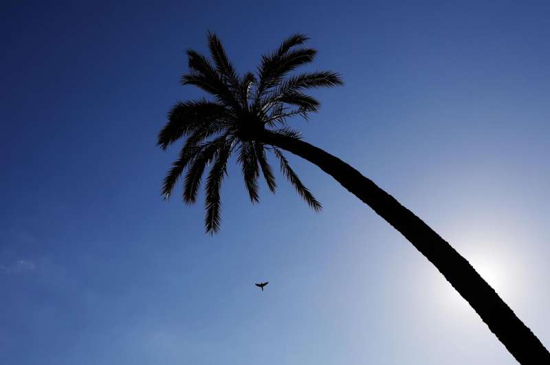 Un ave cruza el cielo despejado de la Comunitat Valenciana. EFEKai FrsterlingArchivo
