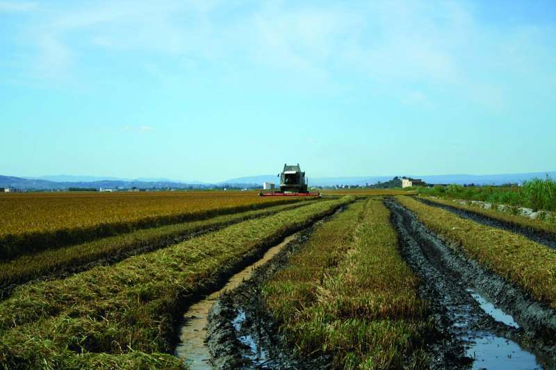 Campo valenciano  Foto: EPDA