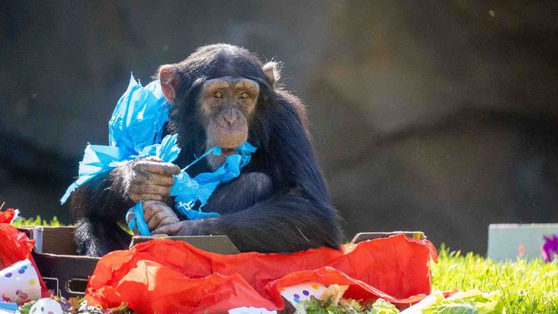 El chimpancé Djibril celebra su cumpleaños en BIOPARC Valencia. EPDA