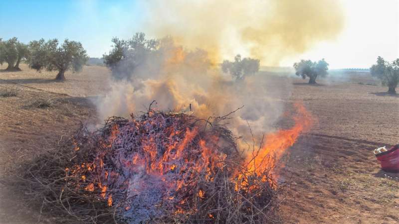 Las quemas son la Ãºnica forma efectiva que tienen los agricultores de deshacerse de los restos de la poda. /EPDA