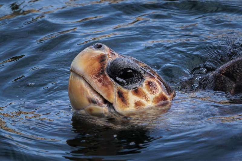 Una tortuga nada en aguas del Oceanogràfic de Valencia. ARchivo/ EFE/Biel Aliño
