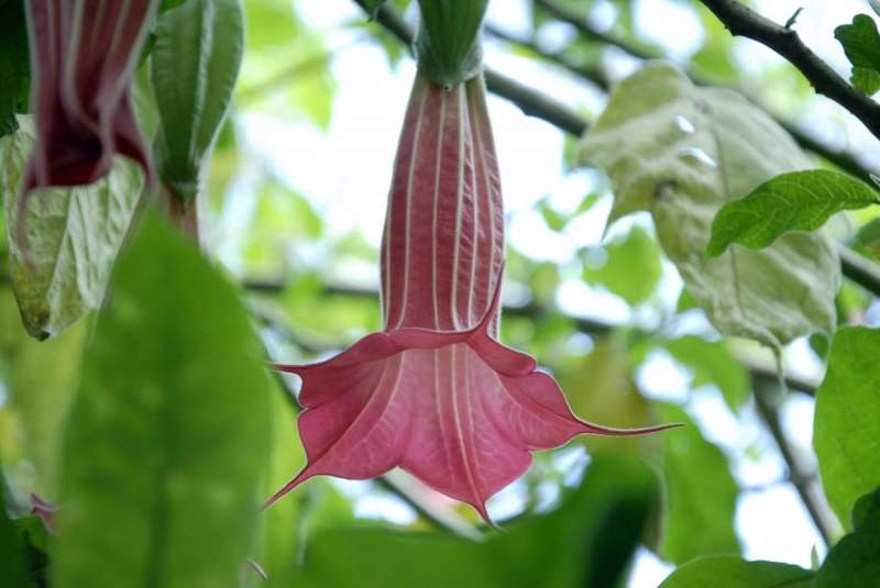 Fotografía en la que se observa la flor de la brugmansia o floripondio, una planta de la región norandina que esconde en su interior la escopolamina o 