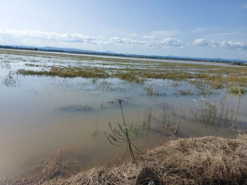 Estado de los campos de arroz. EPDA