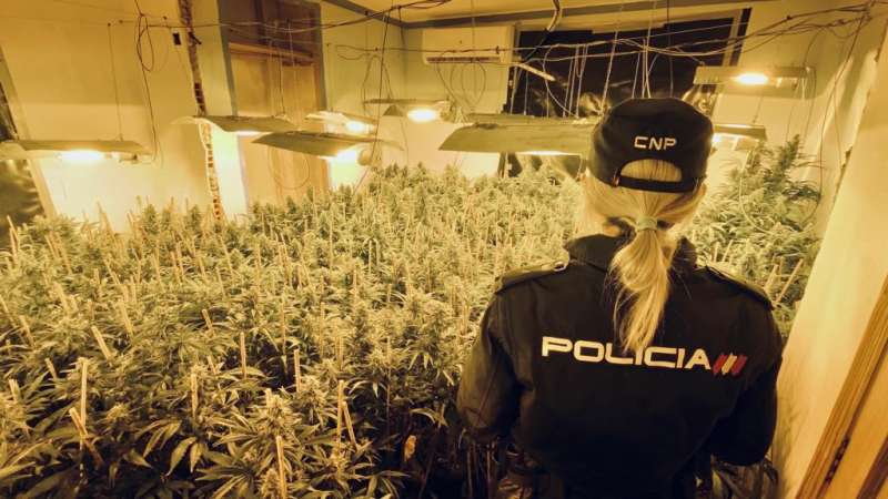 La policía ha destapado seis puntos de cultivo de marihuana. /EPDA