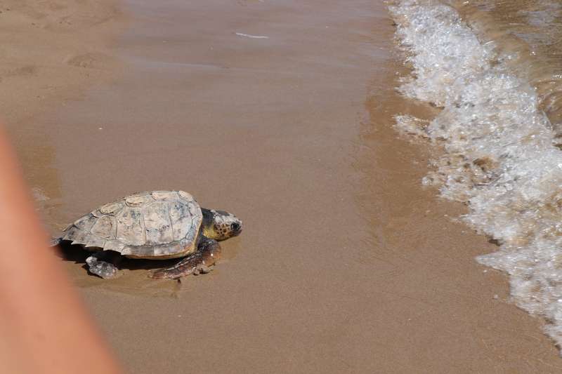 La tortuga boba volviendo al mar.  EPDA