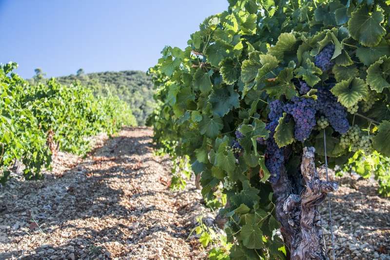 Los viñedos son un cultivo muy importante en la Comunitat. /EPDA
