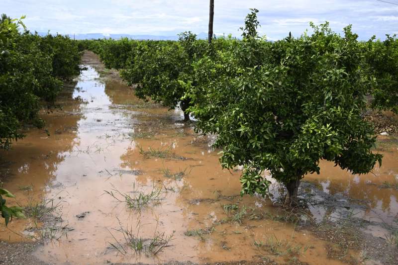 Fotografía de los suelos inundados de un campo de naranjos debido a las lluvias cerca de Burriana. /EFE