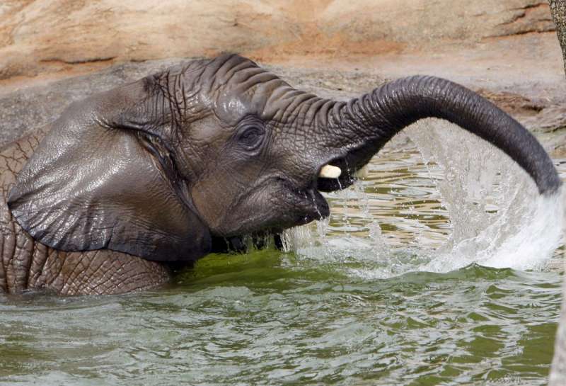 Jambo, un ejemplar de elefante africano de cinco a�os, ha llegado a las instalaciones del Bioparc en Valencia. /EFE