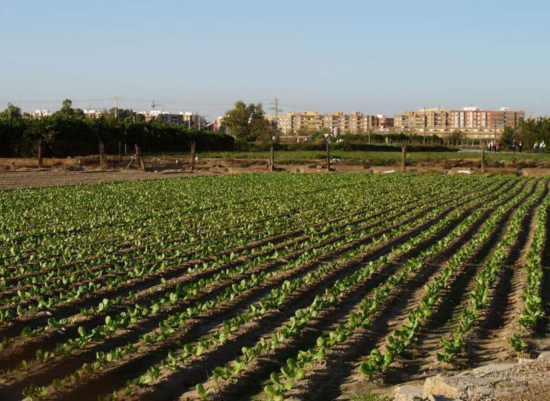 Imagen archivo de un campo de cultivo en València. -EPDA
