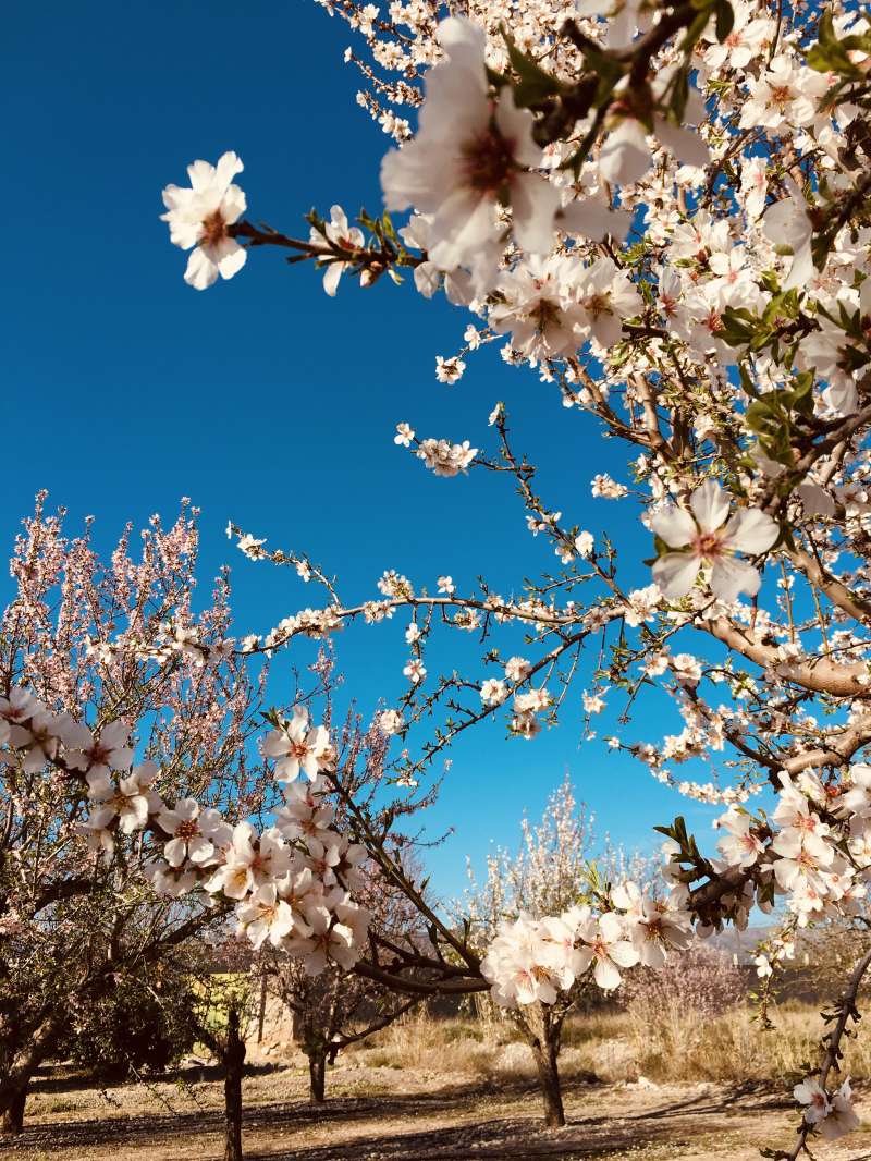 Casinos: Ruta de los almendros en flor