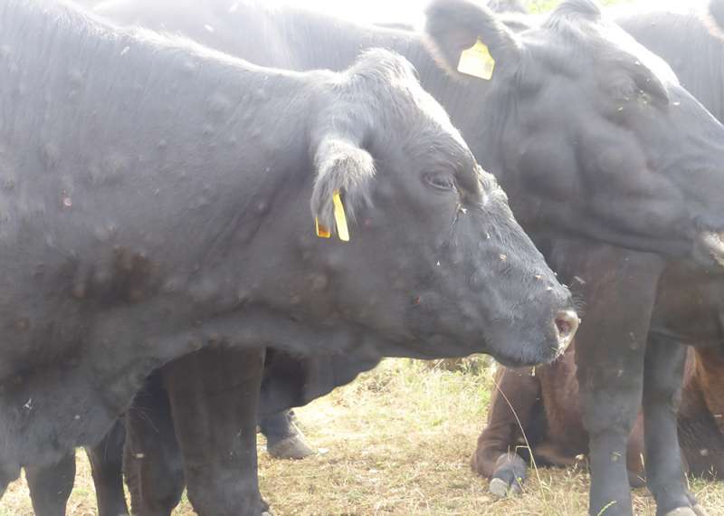 Los pases afectados, como Francia, Italia y Espaa, estn empezando a implementar campaas de vacunacin de emergencia epda