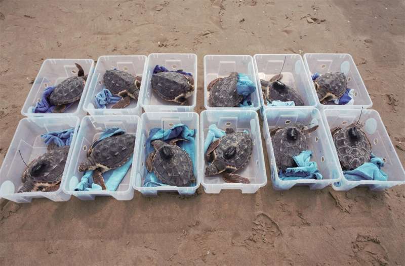 Imagen cedida por el Oceanogràfic de las doce tortugas que han vuelto este viernes al mar.