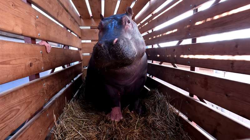 La joven hipopótama en Bioparc Valencia./EPDA
