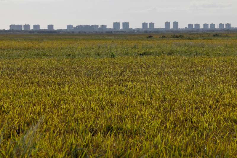 Vista general de unos arrozales . EFEAna EscobarArchivo