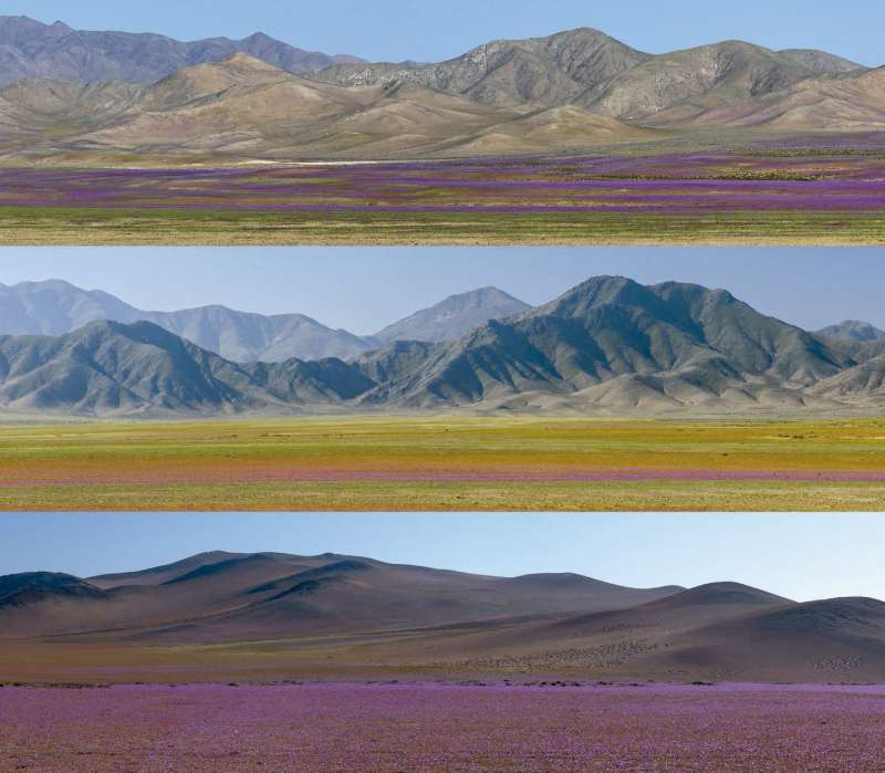 El ?desierto florido? es uno de los fenómenos más llamativos que suceden en Atacama.