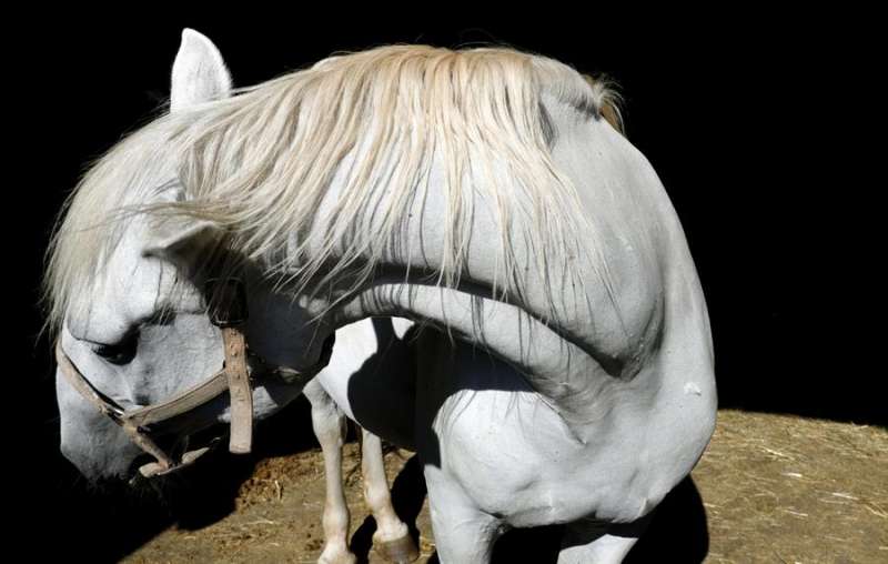 Un caballo en su cuadra. EFE
 Un caballo en su cuadra. EFE