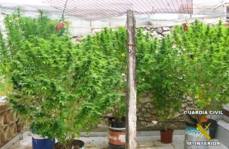 Plantas de marihuana incautadas en Real Montroi. Plantas de marihuana incautadas en Real Montroi.
