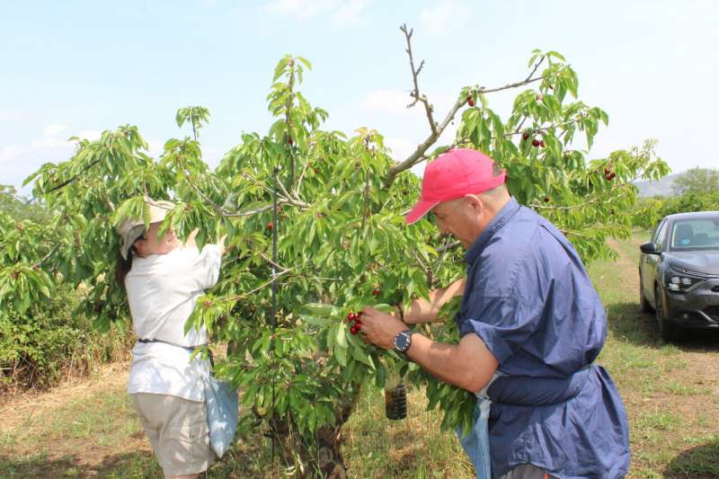 Imagen de archivo de la recogida de cerezas.  EPDA