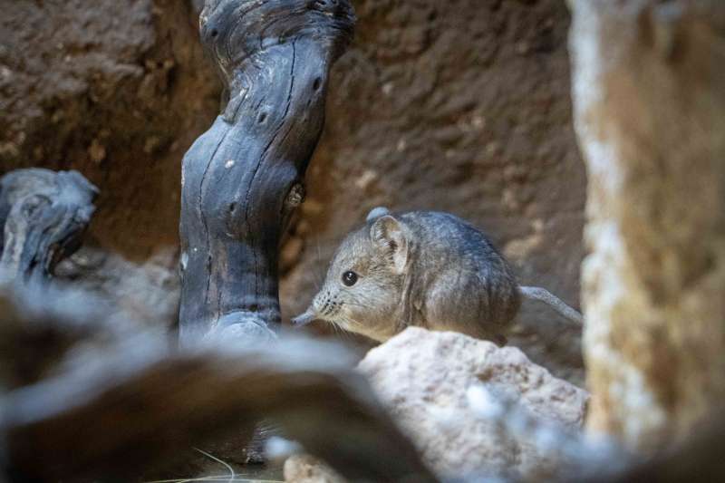 El engañoso nombre de este poco conocido mamífero que no es una musaraña proviene del llamativo hocico, similar a la trompa del elefante. /EPDA