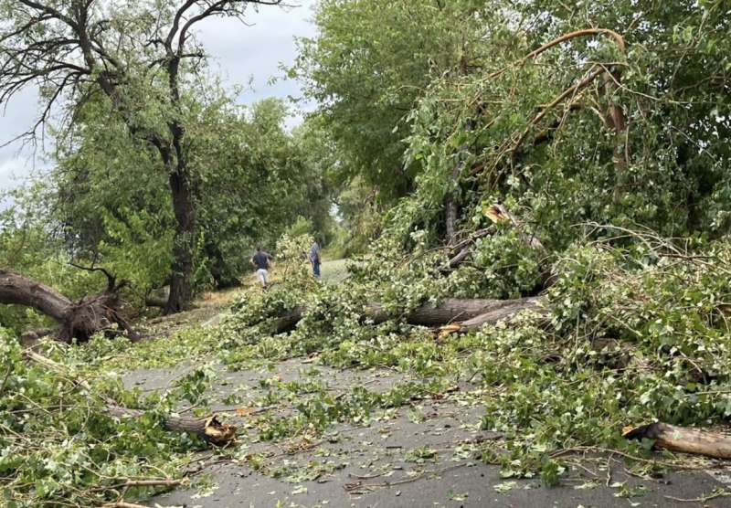 rboles cados por el temporal en Quartell. EPDA