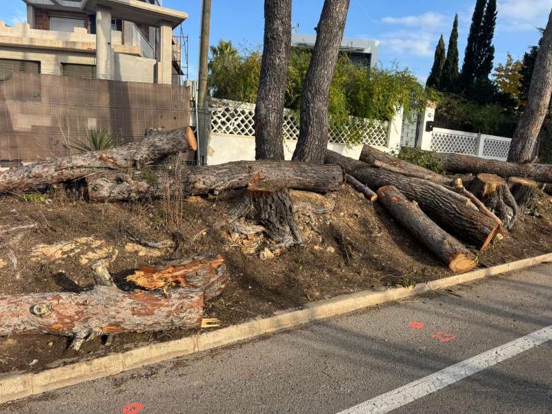 �rboles talados en el municipio de Paterna | EPDA