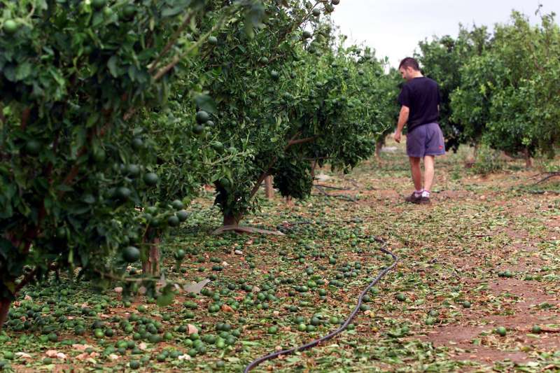 Un joven pasea por un campo de naranjos tras una fuerte tormenta. EFEManuel BruqueArchivo
