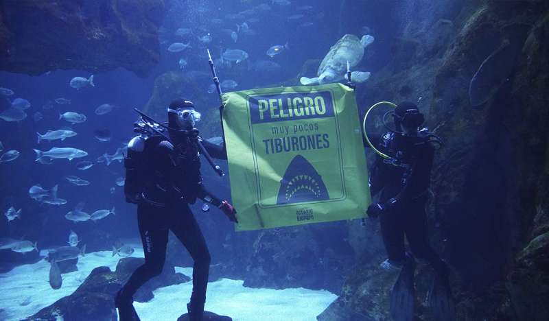 Tiburones en el acuario del BIOPARC de Gijn. EPDA