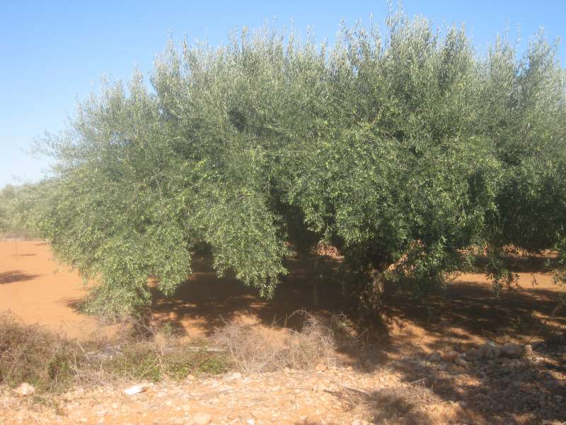 En els ltims cinc anys, shan abandonat 16.400 hectrees dolivar valenci.EPDA