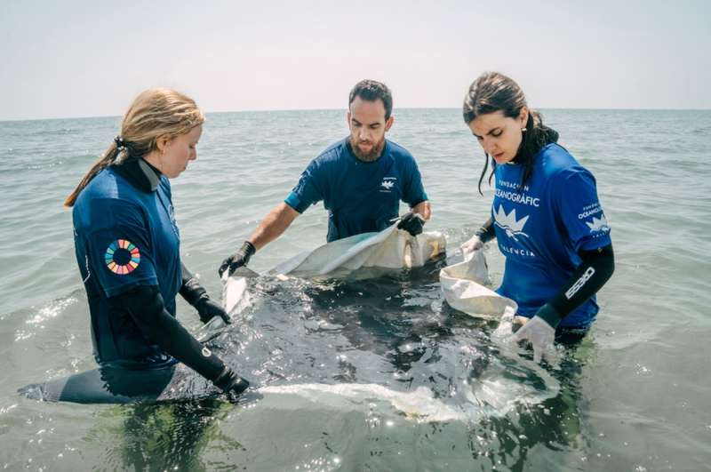 Veterinarios y tcnicos del Oceanogrfic durante la atencin a la manta varada.