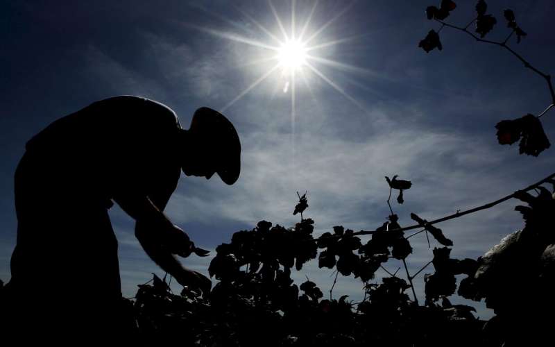 Un temporero trabaja en un viedo en la zona de Utiel-Requena. EFE/Kai Frsterling/Archivo
