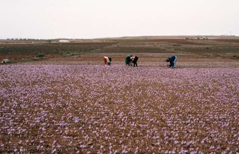 Un campo de cultivo de la flor del azafr�n. EFEnrArchivo
