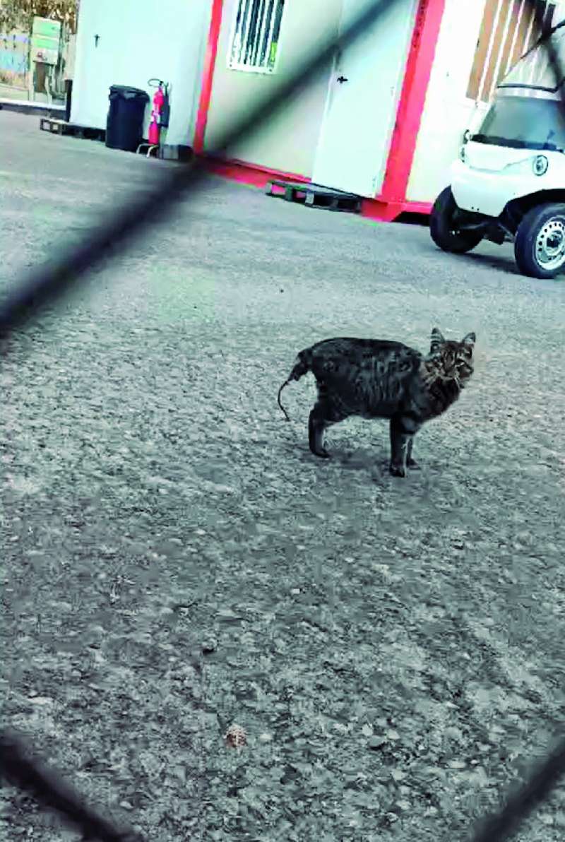 Un gato en las isntalaciones de Arcelor. EPDA