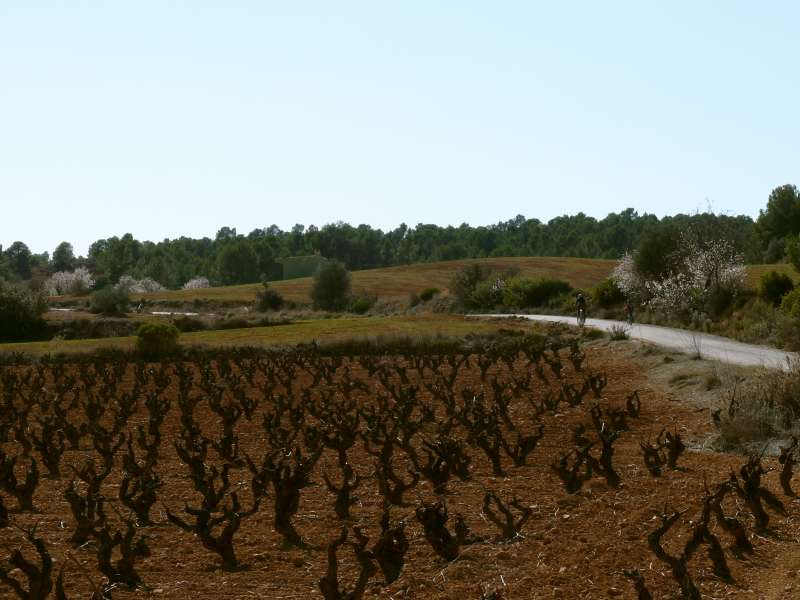 Paisaje de un viedo.EPDA