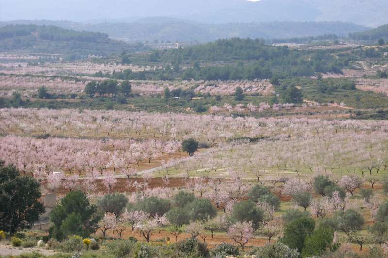 Foto del campo.  EPDA