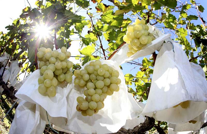 Racimos de uvas. Efeagro/Consejo Regulador de la DO Uva Embolsada del Vinalop