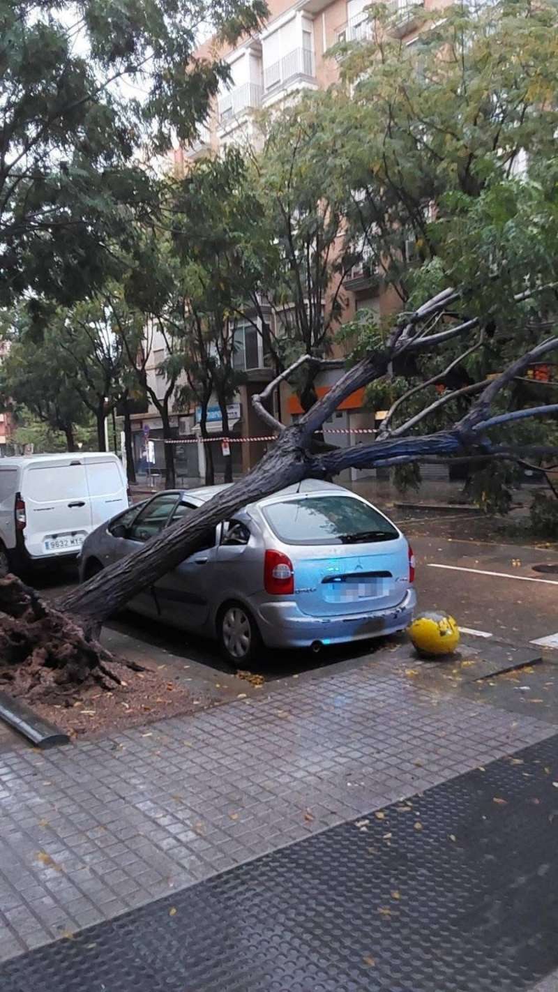 Arbre caigut en Alboraia | EPDA