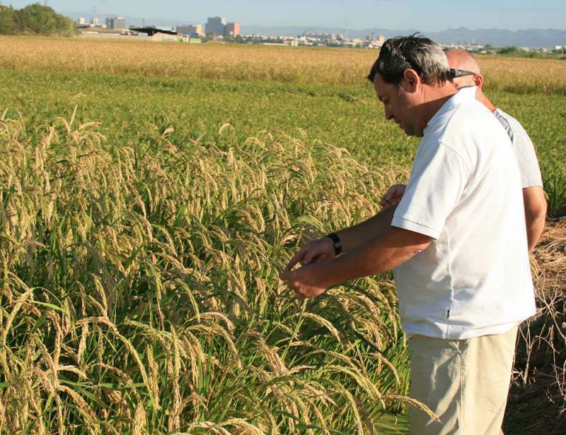 Las arroceras valencianas importan grano foráneo mientras los agricultores negocian ven como se hunden los precios de sus cosechas. /EPDA