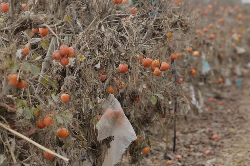 Vista de un campo de caquis en la localidad valenciana de Paiporta, afectado por la dana. EFEKai F�rsterlingArchivo