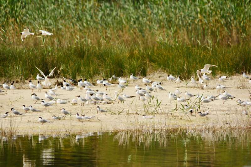 Una colonia de gaviotas picofina en Las Salinas de Santa Pola. EPDA