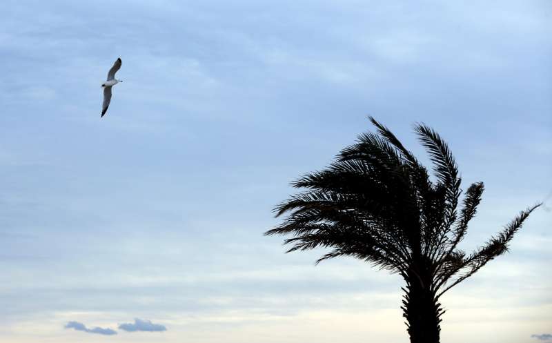Una gaviota vuela junto a una palmera agitada por el viento, en Valencia. EFE/Kai Försterling/Archivo

